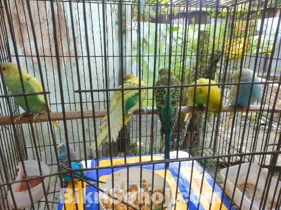 বাজরিগার পাখির বাচ্চা ৩+ বয়স